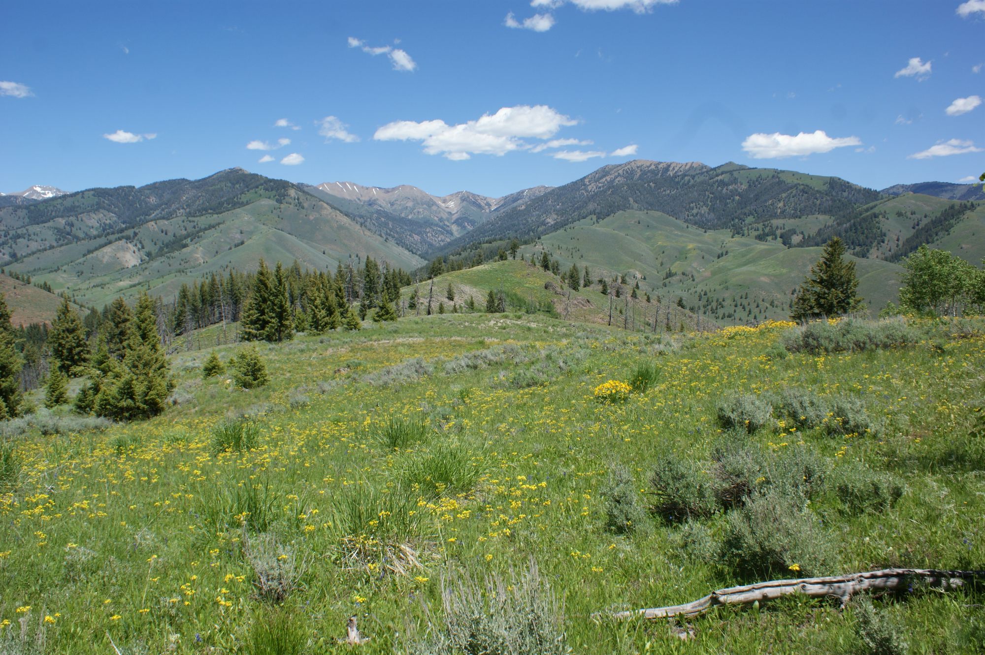 Summer wildflower meadow and green mountains in Idaho
